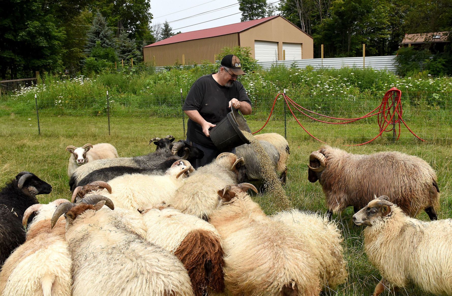 Feeding the sheep in Weare